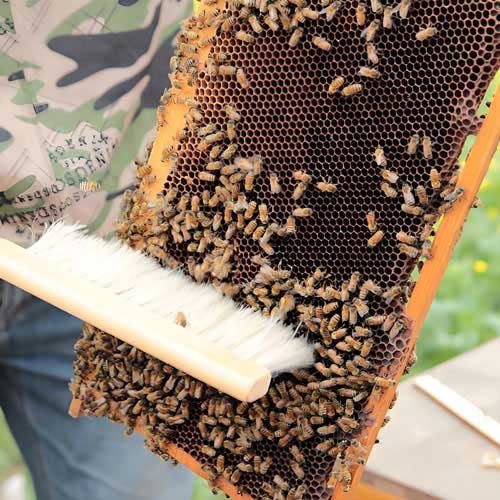 Bee brush
